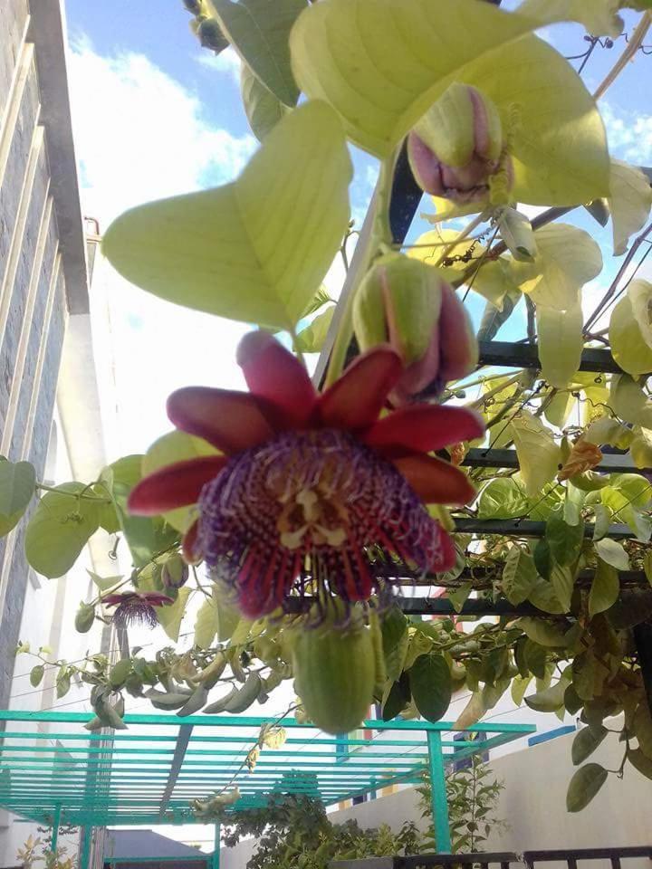 Riad Passiflora Fes Phòng bức ảnh